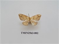 藏品(尺蛾62)的圖片